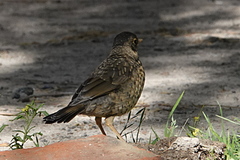 Turdus chiguanco