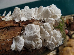 Trametes membranacea