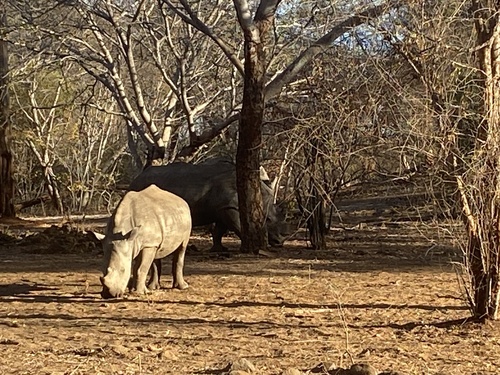 Southern White Rhinoceros