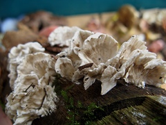 Trametes membranacea