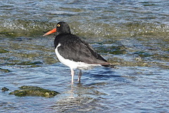 Haematopus leucopodus
