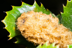 Heteroecus melanoderma