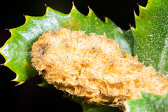 Heteroecus melanoderma