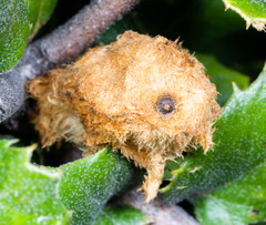 Heteroecus melanoderma