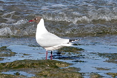 Chroicocephalus maculipennis