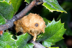 Heteroecus melanoderma