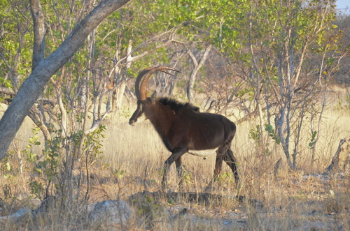 West Tanzanian Sable Antelope