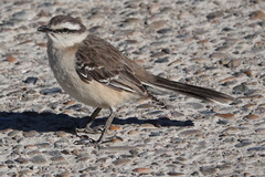 Mimus saturninus