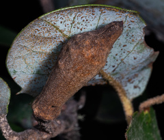 Heteroecus melanoderma