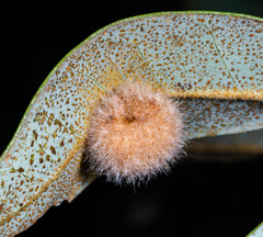 Disholandricus lasius