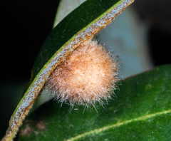 Disholandricus lasius