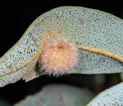 Disholandricus lasius