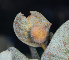 Disholandricus lasius