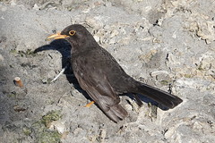 Turdus chiguanco