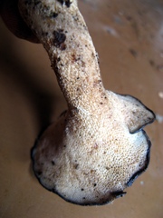 Albatrellaceae