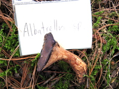 Albatrellaceae