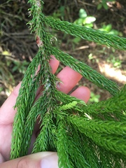 Eutacta