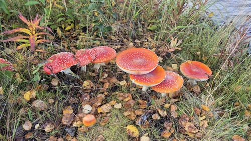 Fly Agaric