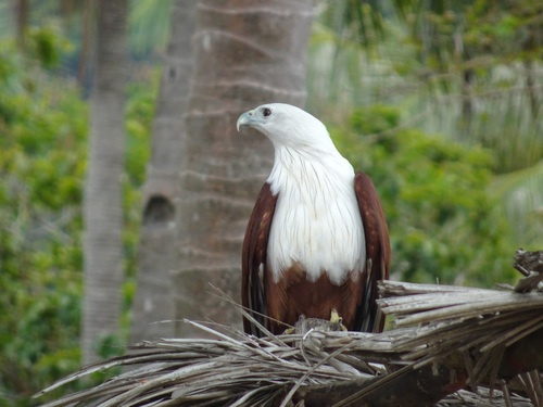 Brahminy Kite