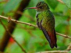 Rufous-Tailed Hummingbird photo 4