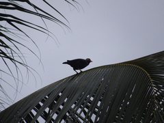 Gracula religiosa intermedia