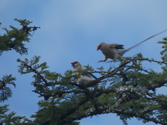 Urocolius macrourus