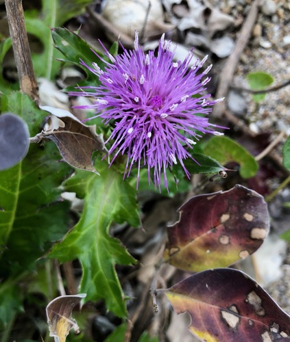 Beach thistle (Cirsium maritimum)