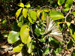 Protographium leosthenes
