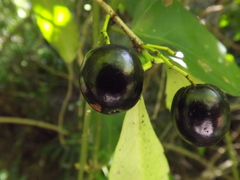 Elaeodendron melanocarpum