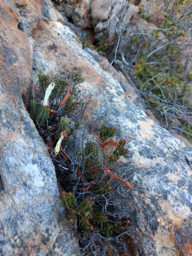 Incandescent Heath (Erica amidae)