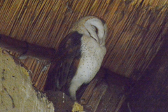 Tyto alba poensis