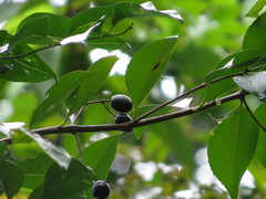 Elaeodendron melanocarpum