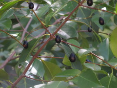 Elaeodendron melanocarpum