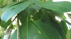 Elaeodendron melanocarpum