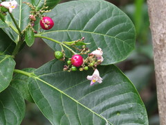 Gmelina dalrympleana