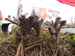 Thelephora caryophyllea