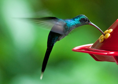 Green Hermit photo 1