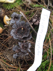 Thelephora caryophyllea