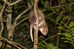 Pseudochirulus cinereus