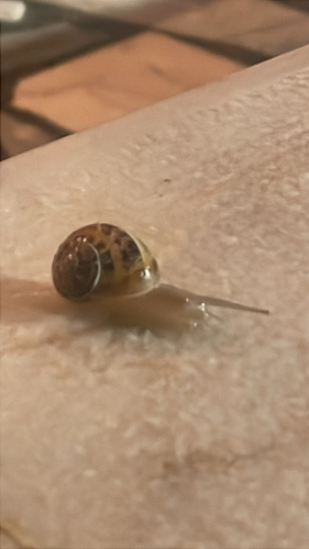 Cornu aspersum