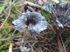 Thelephora caryophyllea
