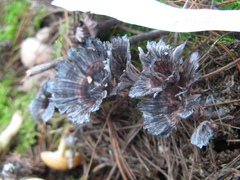 Thelephora caryophyllea