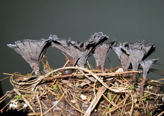Thelephora caryophyllea