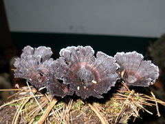 Thelephora caryophyllea