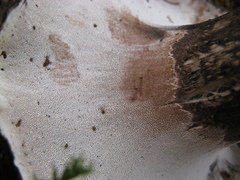 Boletopsis leucomelaena