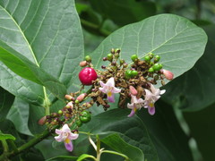 Gmelina dalrympleana