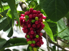 Gmelina dalrympleana