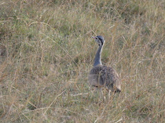 Eupodotis senegalensis