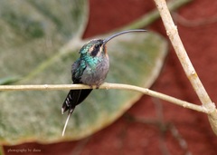 Green Hermit photo 3
