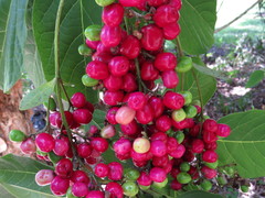 Gmelina dalrympleana